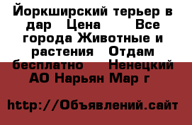 Йоркширский терьер в дар › Цена ­ 1 - Все города Животные и растения » Отдам бесплатно   . Ненецкий АО,Нарьян-Мар г.